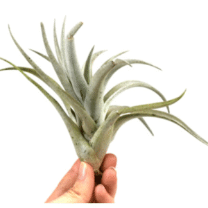 Tillandsia Harrisii