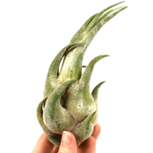 Tillandsia Seleriana