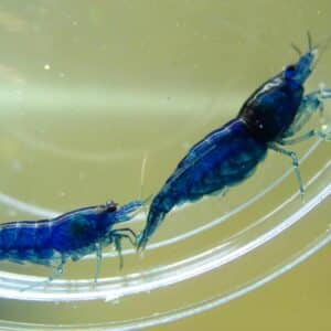 Blue Velvet krevett