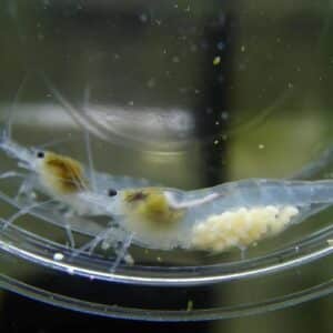 White Pearl krevett