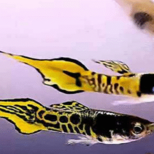 Endler Kollane Cobra Guppy