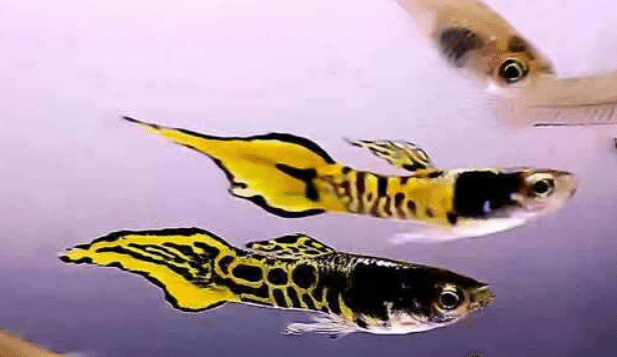 Endler Kollane Cobra Guppy 1 Endler Kollane Cobra Guppy