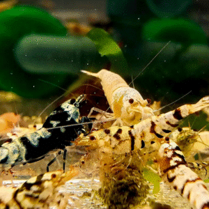 Krevettide Caridina segu