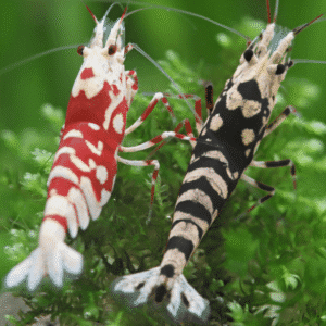 Punase ja musta Peen segu Caridina sp.