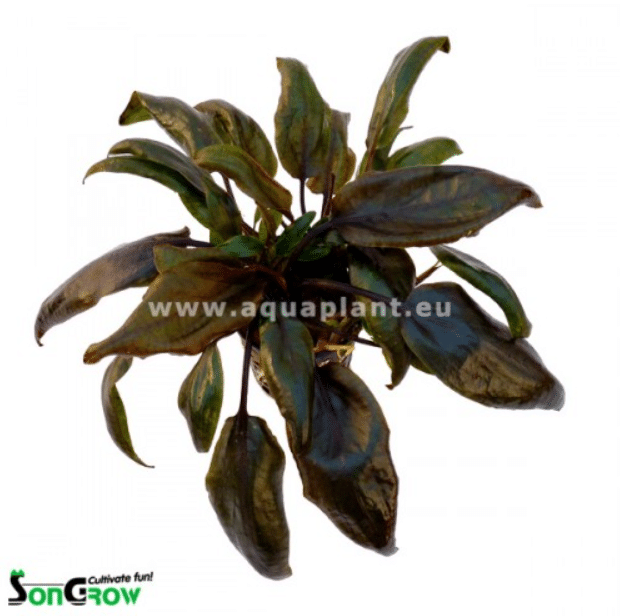 Cryptocoryne purpurea 1 Cryptocoryne purpurea