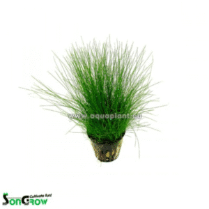 Eleocharis parvula