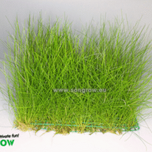 Eleocharis parvula taimematt 16 × 11 cm