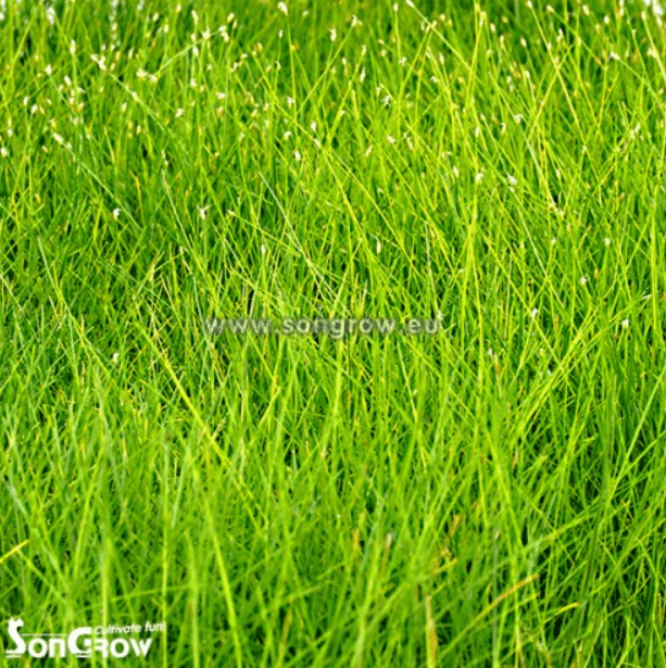 Eleocharis parvula 2 Eleocharis parvula