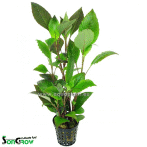 Hygrophila corymbosa