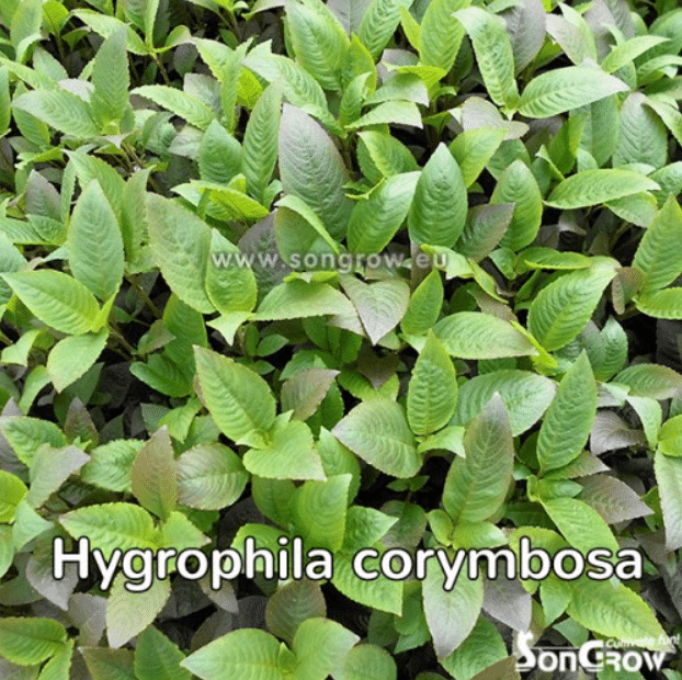 Hygrophila corymbosa 2 Hygrophila corymbosa