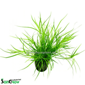 Juncus Repens