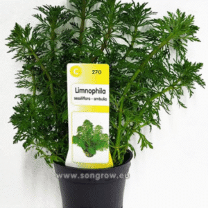 Limnophila sessiliflora - ambulia
