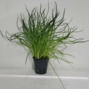 Littorella uniflora sp7