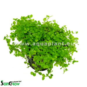 Micranthemum Monte Carlo