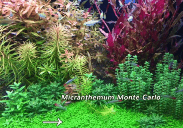 Micranthemum Monte Carlo 2 Micranthemum Monte Carlo