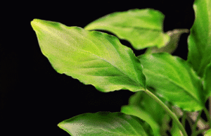 Schismatoglottis prietoi.3