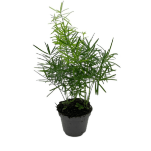 ASPARAGUS SPRENGERI