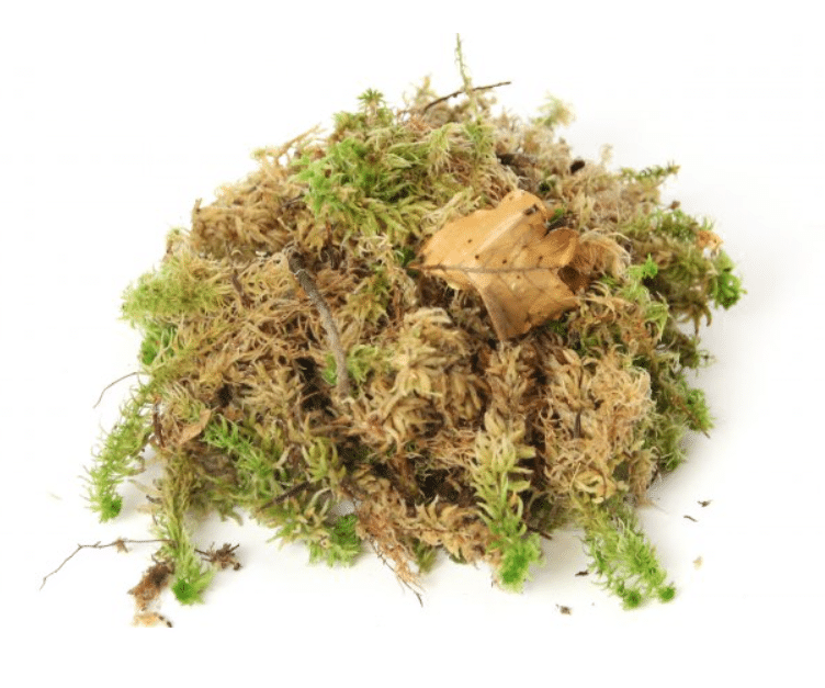 Elus Sphagnum sammal 2 Elus Sphagnum sammal - Pilt 2