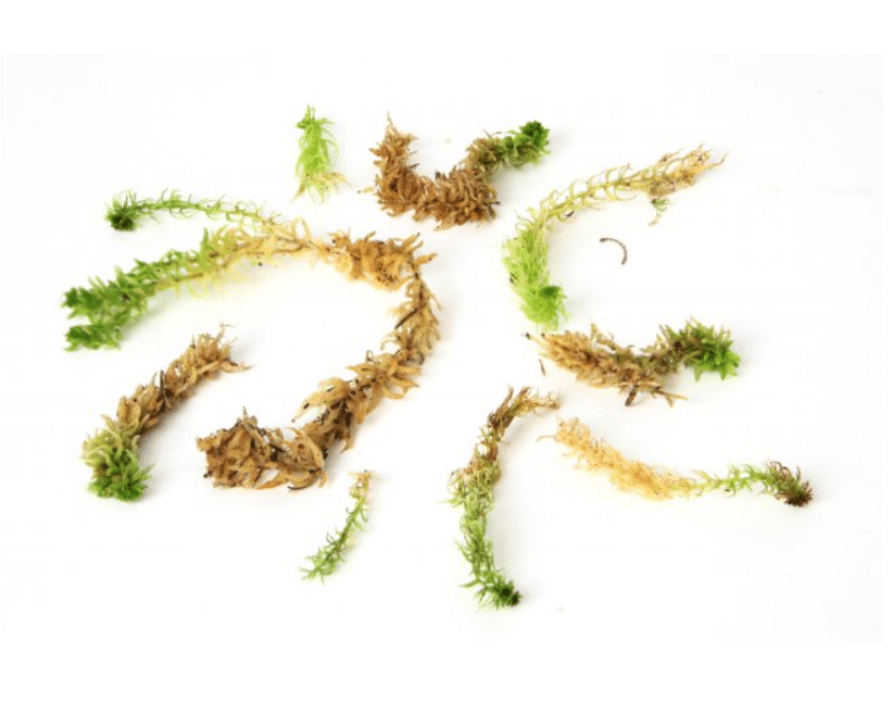 Elus Sphagnum sammal 3 Elus Sphagnum sammal - Pilt 3