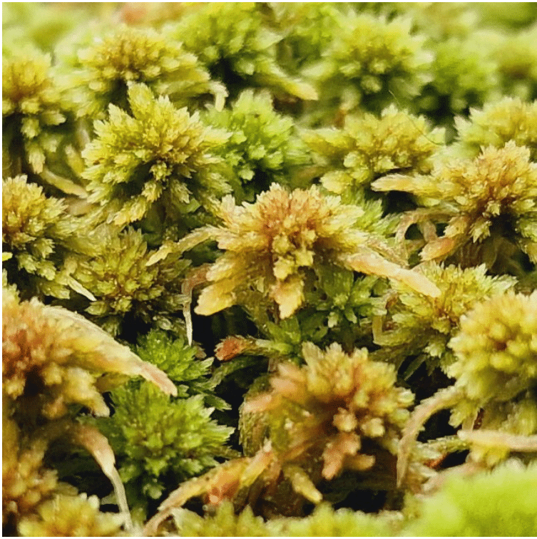 Elus Sphagnum sammal 4 Elus Sphagnum sammal - Pilt 4