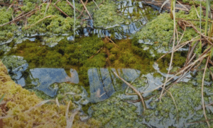 Elus Sphagnum sammal 13 Elus Sphagnum sammal