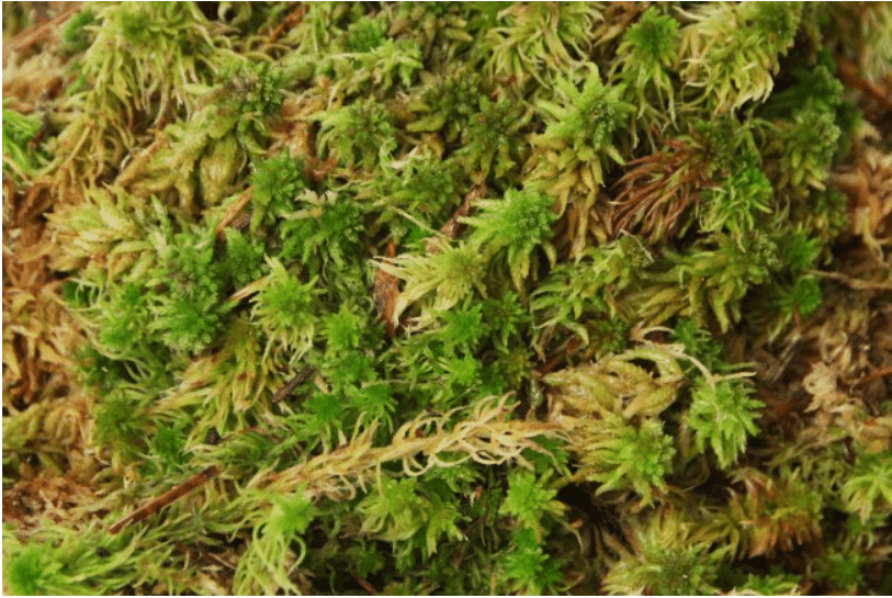 Elus Sphagnum sammal 1 Elus Sphagnum sammal