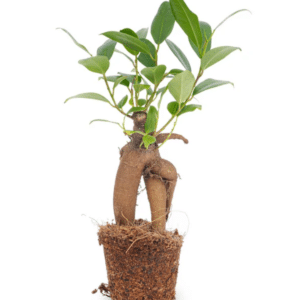 Ficus Ginseng bonsai