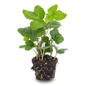 Hedera spiraal