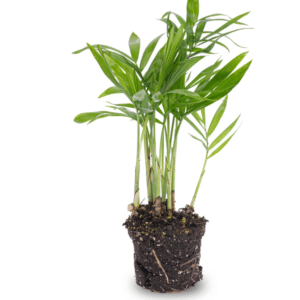 Salong Palm