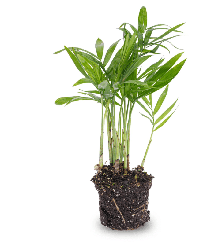 Salong Palm 1 Salong Palm