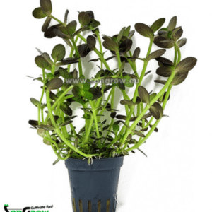 Bacopa Salzmannii purple