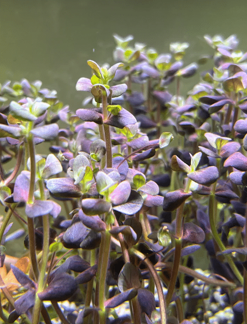 Bacopa Salzmannii purple 2 Bacopa Salzmannii purple
