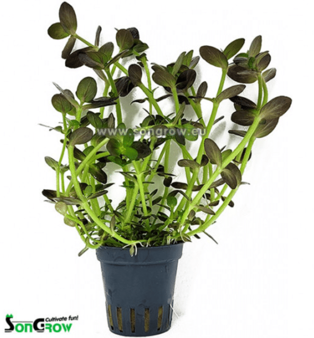 Bacopa Salzmannii purple 1 Bacopa Salzmannii purple