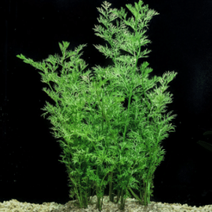 Ceratopteris thalictroides