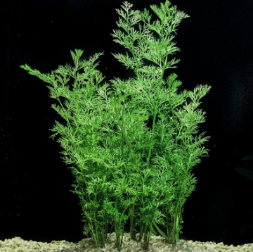 Ceratopteris thalictroides 1 Ceratopteris thalictroides