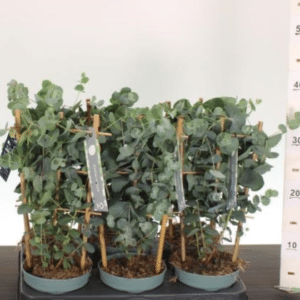 Eucalyptus cin. Silver Dollar Aiataimed aeda – püsikud, viljapuud ja dekoratiivtaimed