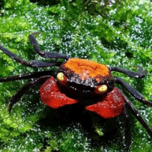 Geosesarma dennerle var Blue-D Red Krabi
