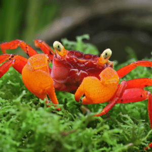 Geosesarma pontianak-Mandarin