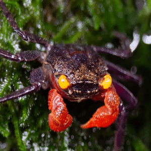 Geosesarma sp-Cokelat