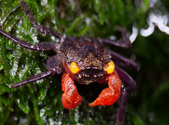 Geosesarma sp-Cokelat 1 Geosesarma sp. Cokelat vampiirkrabi