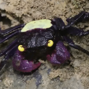 Geosesarma sp-Golden Eye