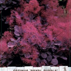 Cotinus cog. Royal Purple - V2