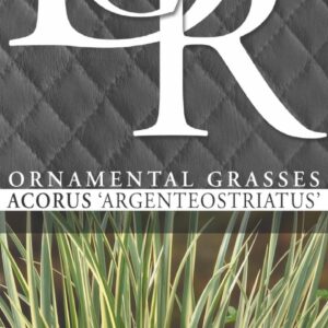Acorus gramineus Argenteostriatus - V1