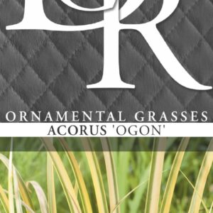 Acorus gramineus Ogon - V1
