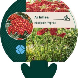 Achillea m. Paprika - P9