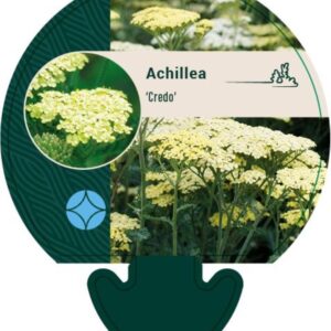 Achillea Credo - P9