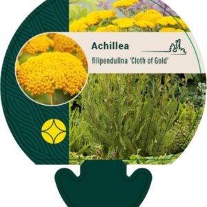 Achillea fil. Cloth of Gold - P9