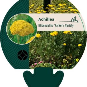 Achillea fil. Parkers Variety - P9