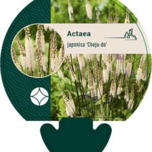 Actaea japonica Cheju-do - P9