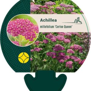 Achillea m. Cerise Queen - P9